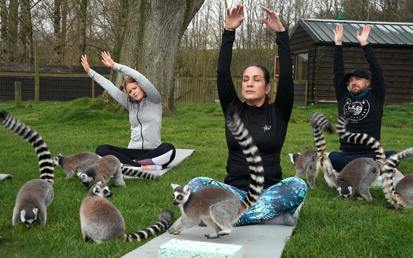 Armathwaite Hall hotel in Keswick, Cumbria holds Lemoga classes with the lemurs from Lake District Wild Life Park mingling with the class to create a personal yoga experience which aims to heighten the sense of wellbeing for both lemur and human. (Photo by Owen Humphreys/PA Images via Getty Images)