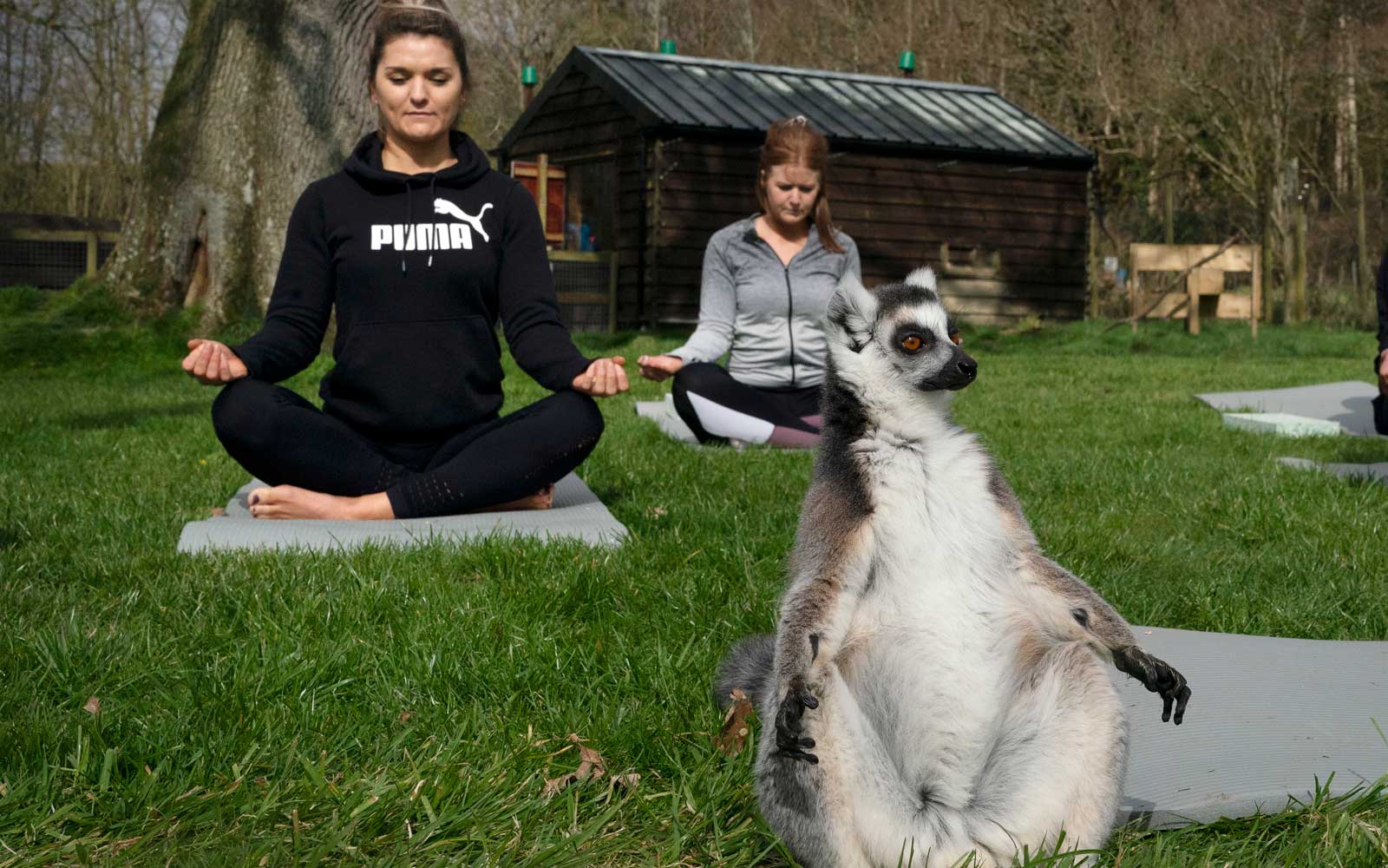 Armathwaite Hall hotel in Keswick, Cumbria holds Lemoga classes with the lemurs from Lake District Wild Life Park mingling with the class to create a personal yoga experience which aims to heighten the sense of wellbeing for both lemur and human. (Photo by Owen Humphreys/PA Images via Getty Images)