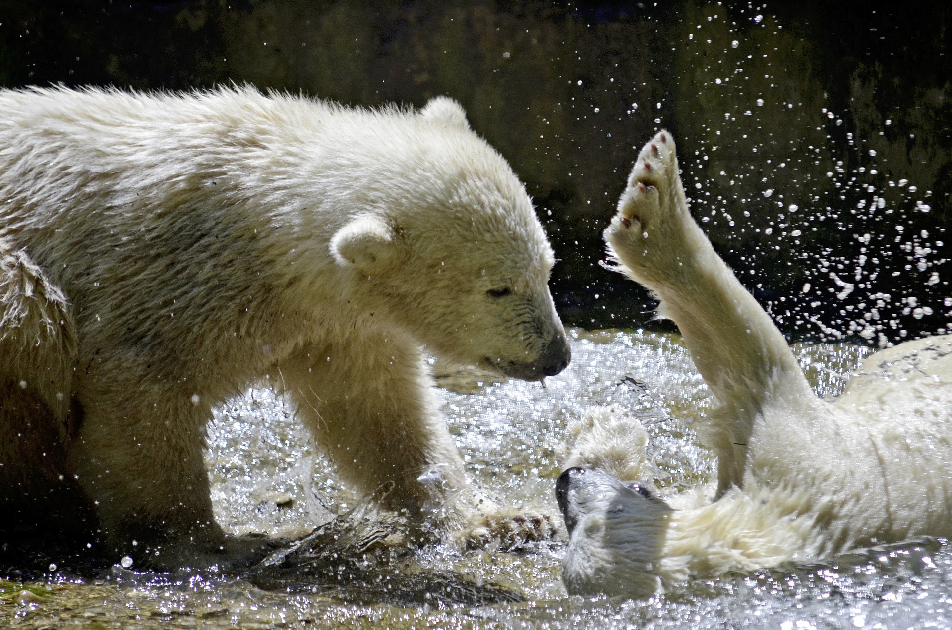 Polar Polar Bears Polar Bear Children White Bear