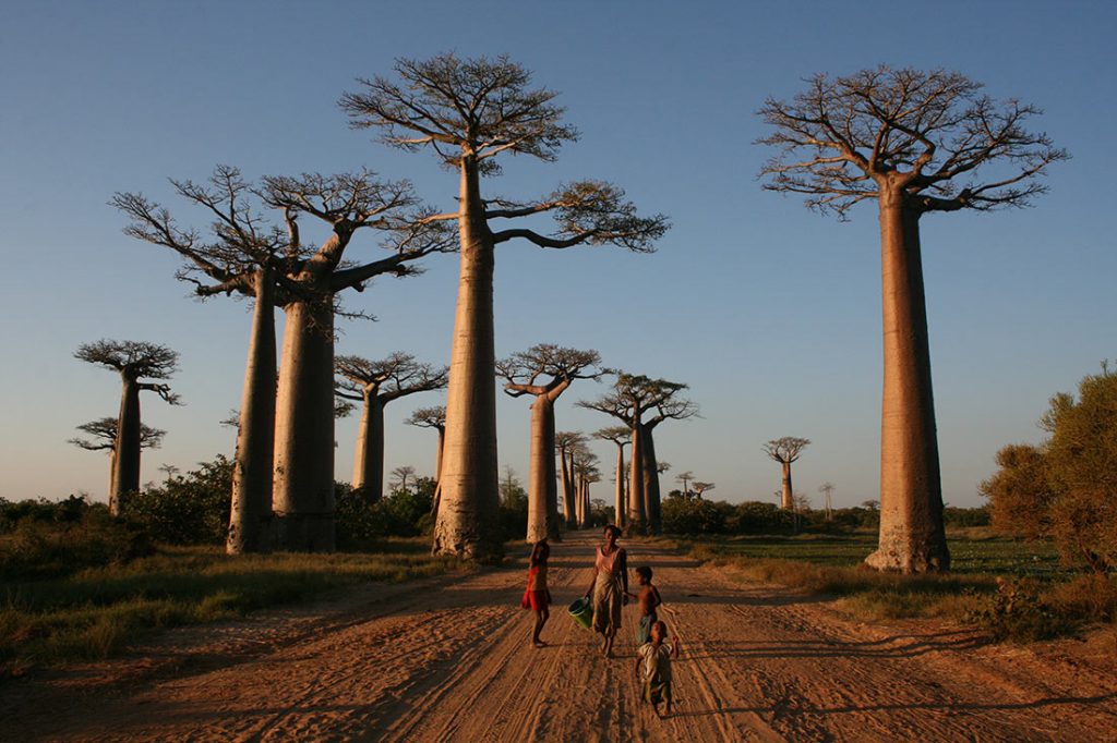 avenue-of-the-baobabs-1-1024x682