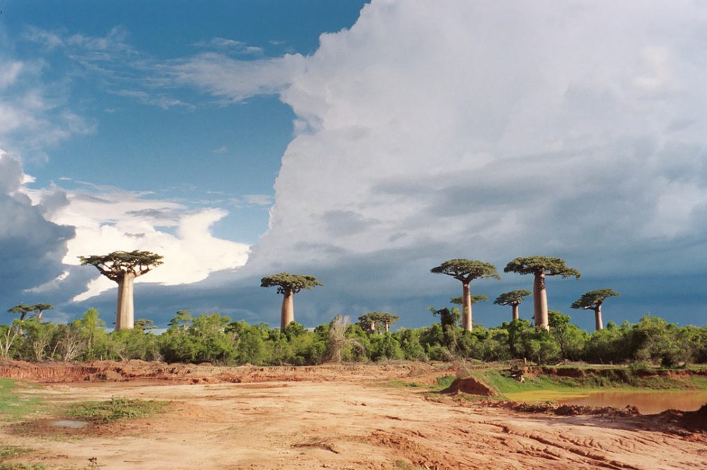 avenue-of-the-baobabs-12-1024x682