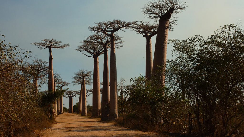 avenue-of-the-baobabs-13-1024x576