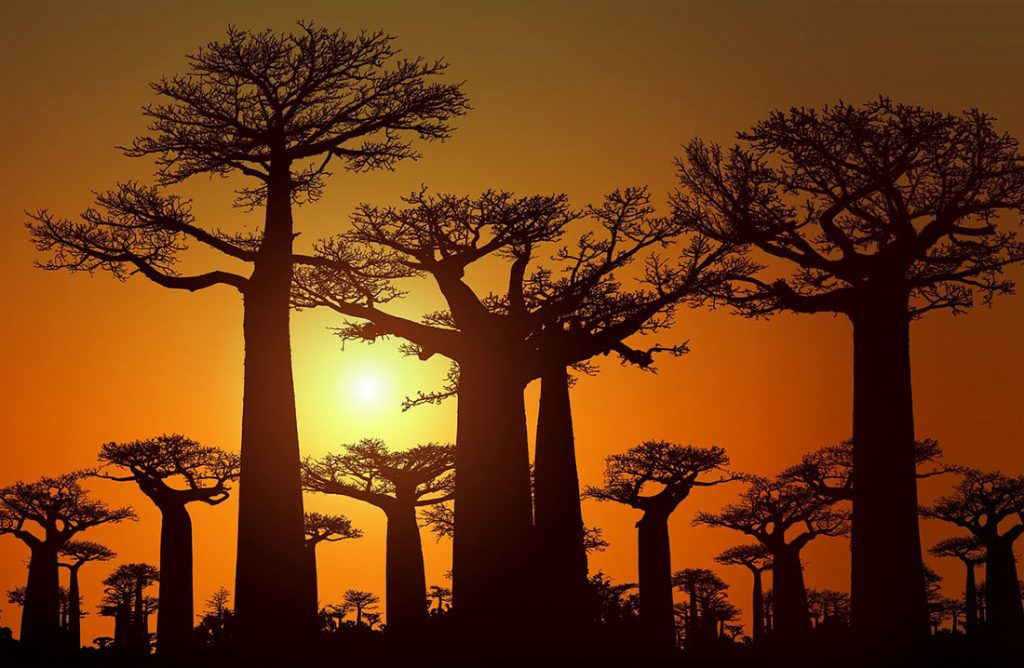 avenue-of-the-baobabs-15-1024x668
