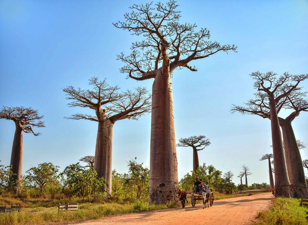 avenue-of-the-baobabs-2-1024x747