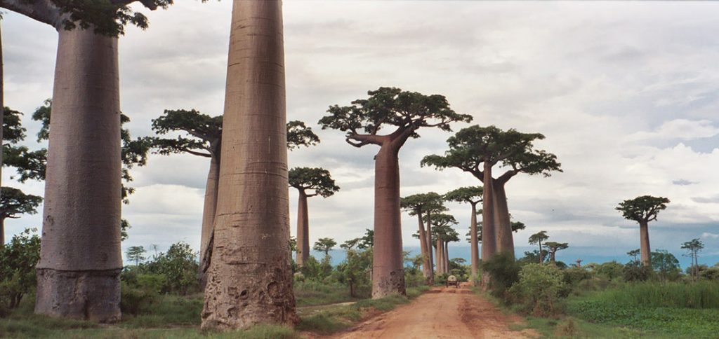 avenue-of-the-baobabs-3-1024x484