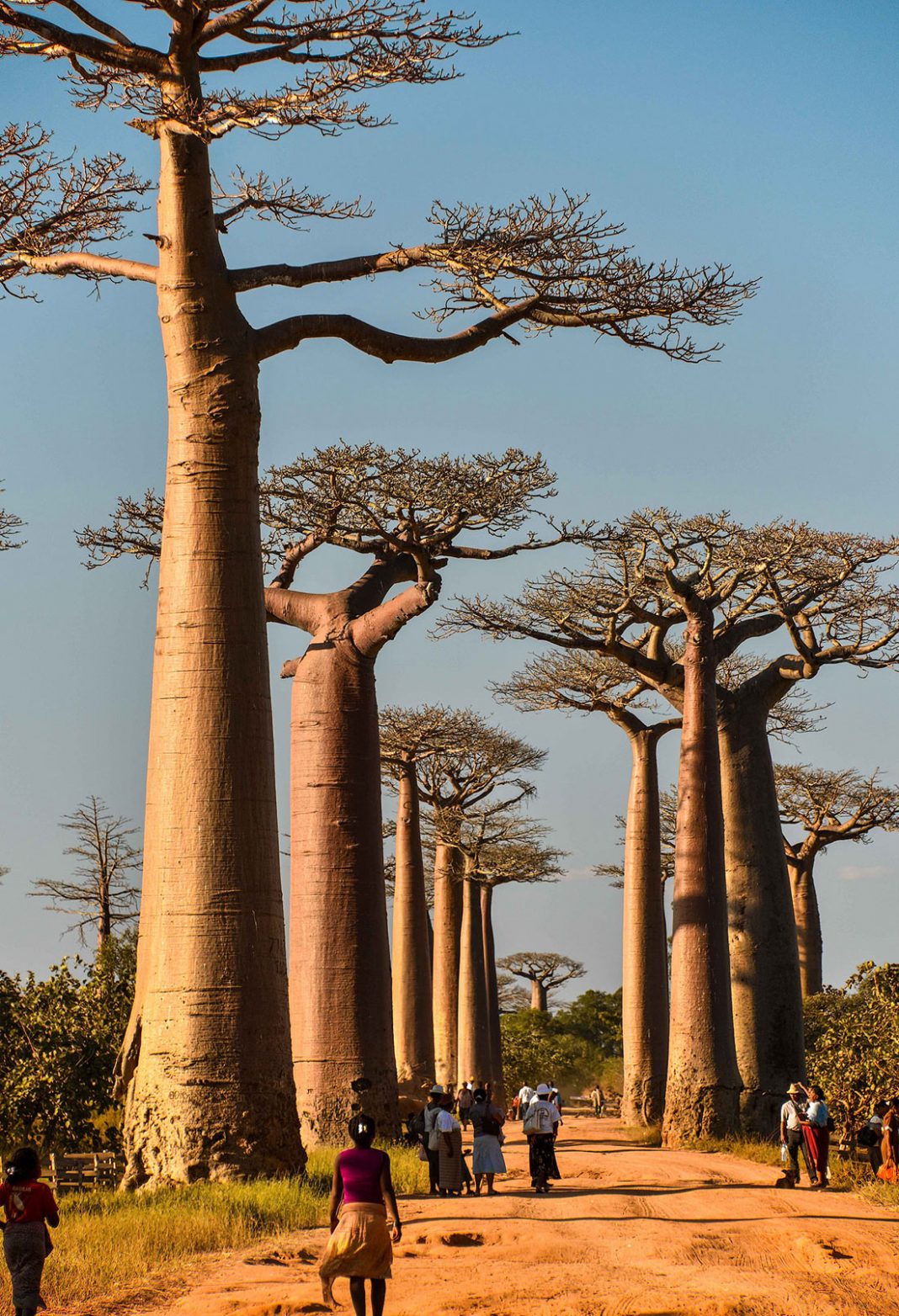 avenue-of-the-baobabs-5-1068x1564