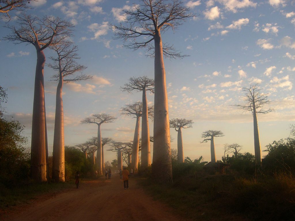 avenue-of-the-baobabs-6-1024x768