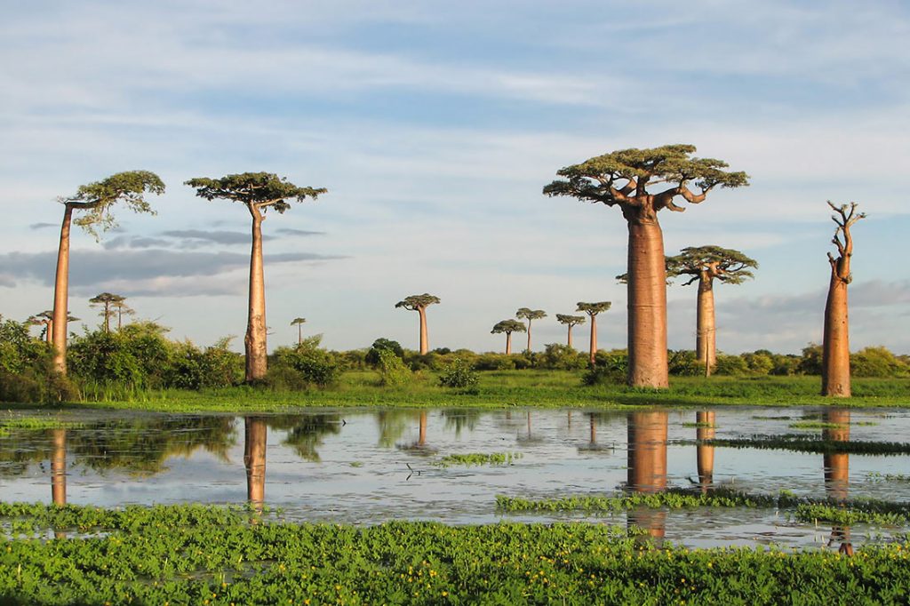 avenue-of-the-baobabs-9-1024x682