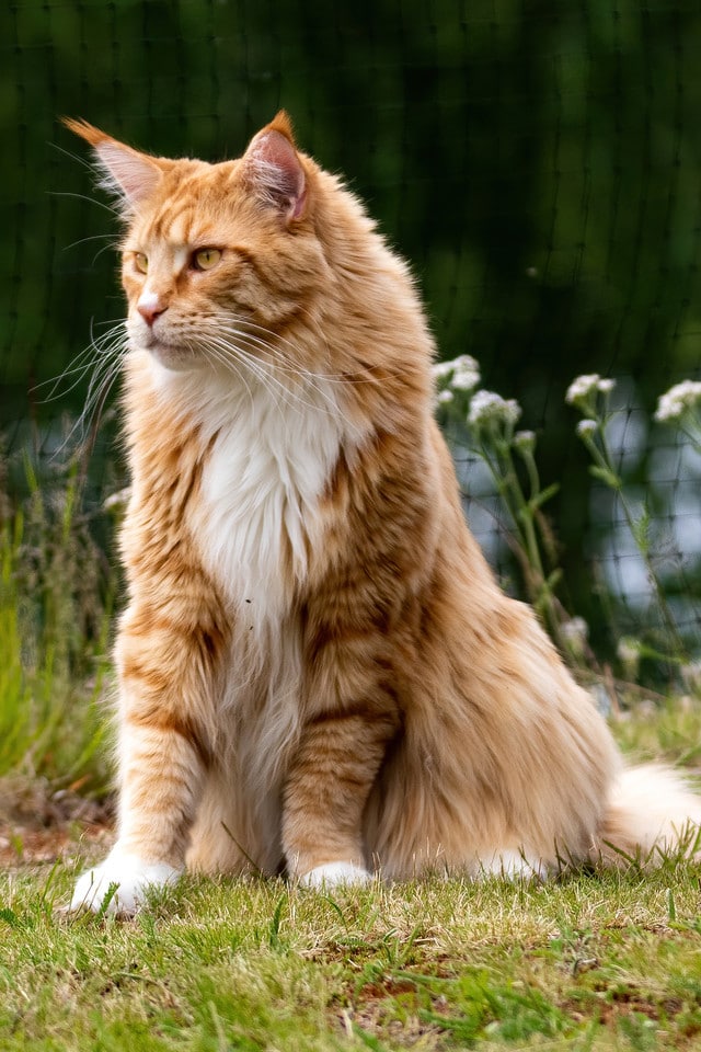 Какой самый хороший кот. Роскошный кот. Самый лучший кот в мире. Гигантский рыжий кот. Лучшие коты.