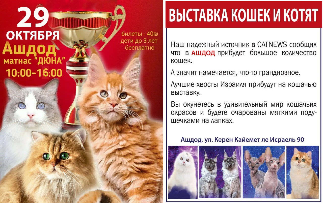 Приглашение на выставку кошек. Выставки котов в Омске. Позвать кошку. Выставка котов Армавир.